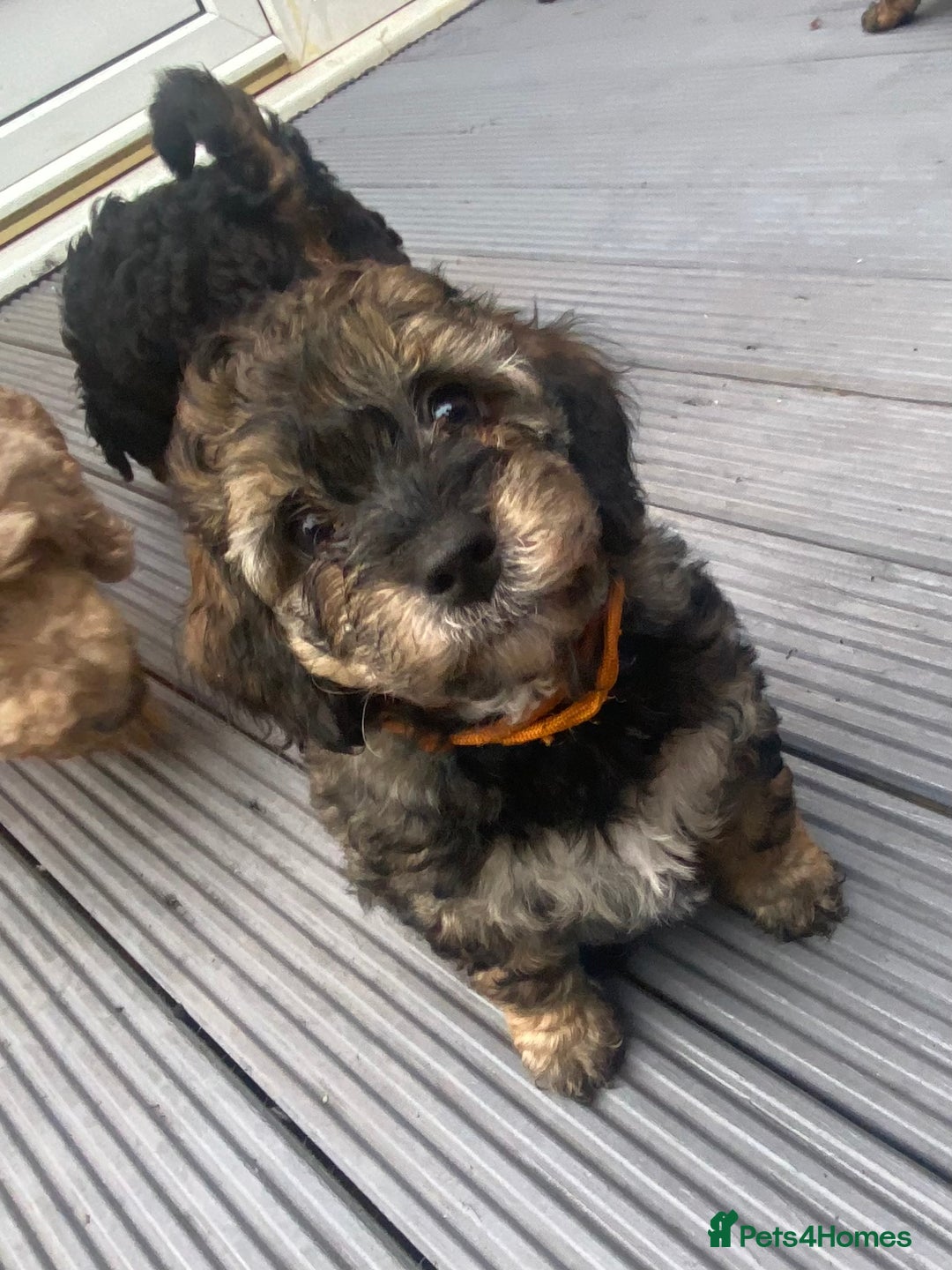 Cockapoo dogs for sale: Cockapoo x Toy Poodle puppies Phantom coloured - Image 6