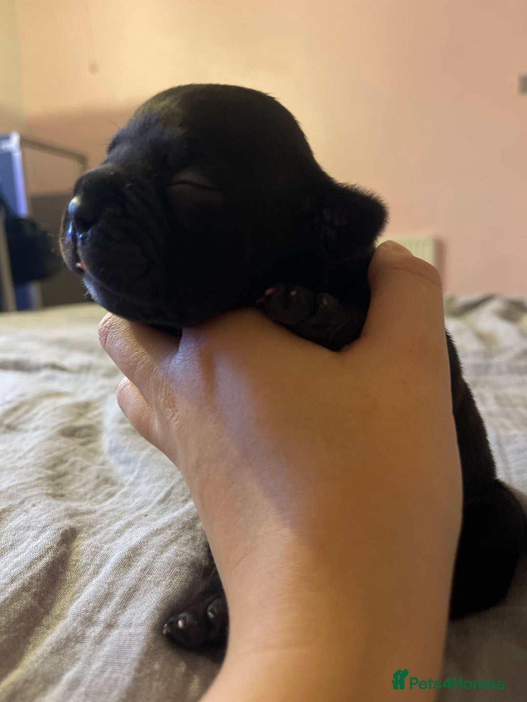 Mixed Breed dogs for sale: French Bulldog X Pocket Bullies for sale  - Image 5
