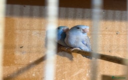 Lovebirds birds for sale: Parrotlet pair   - Image 3