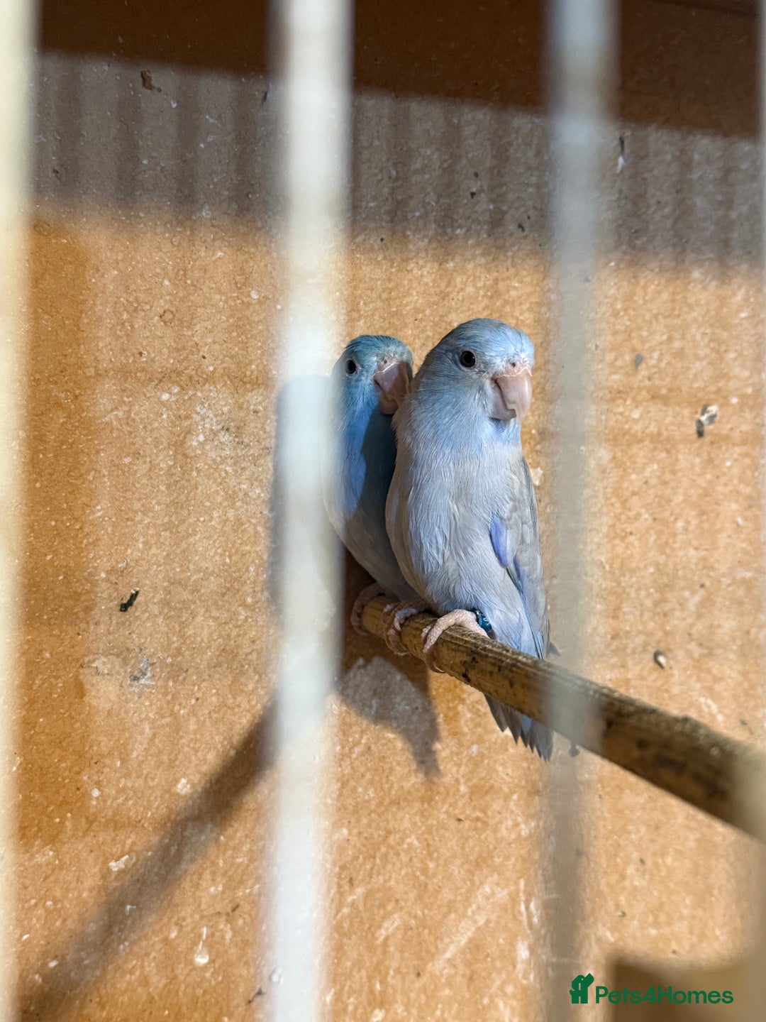 Lovebirds birds for sale: Parrotlet pair   - Image 3