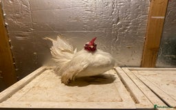 Chickens poultry for sale: Serama bantam cockerel  - Image 2