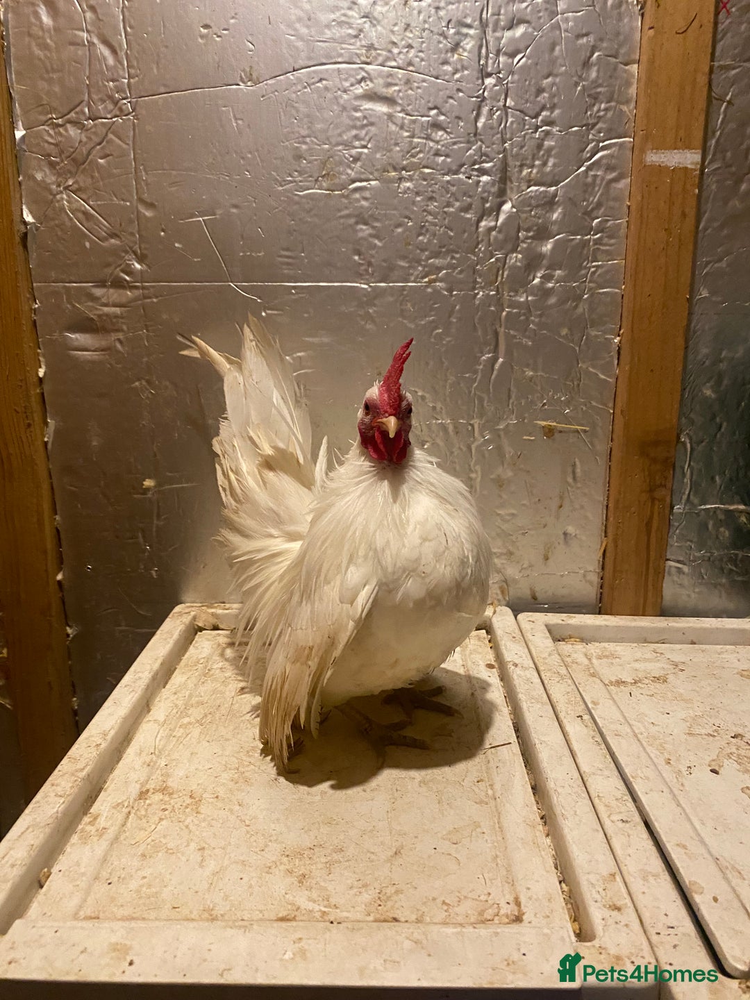 Chickens poultry for sale: Serama bantam cockerel  - Image 2