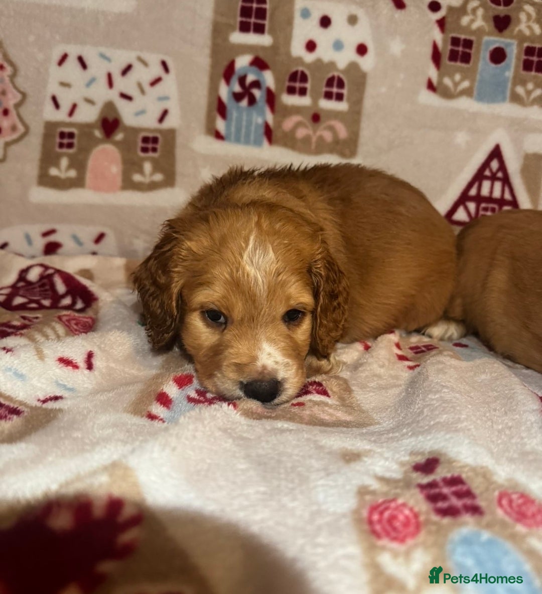 Cocker Spaniel dogs for sale: Beautiful cocker spaniel boys - Advert 5