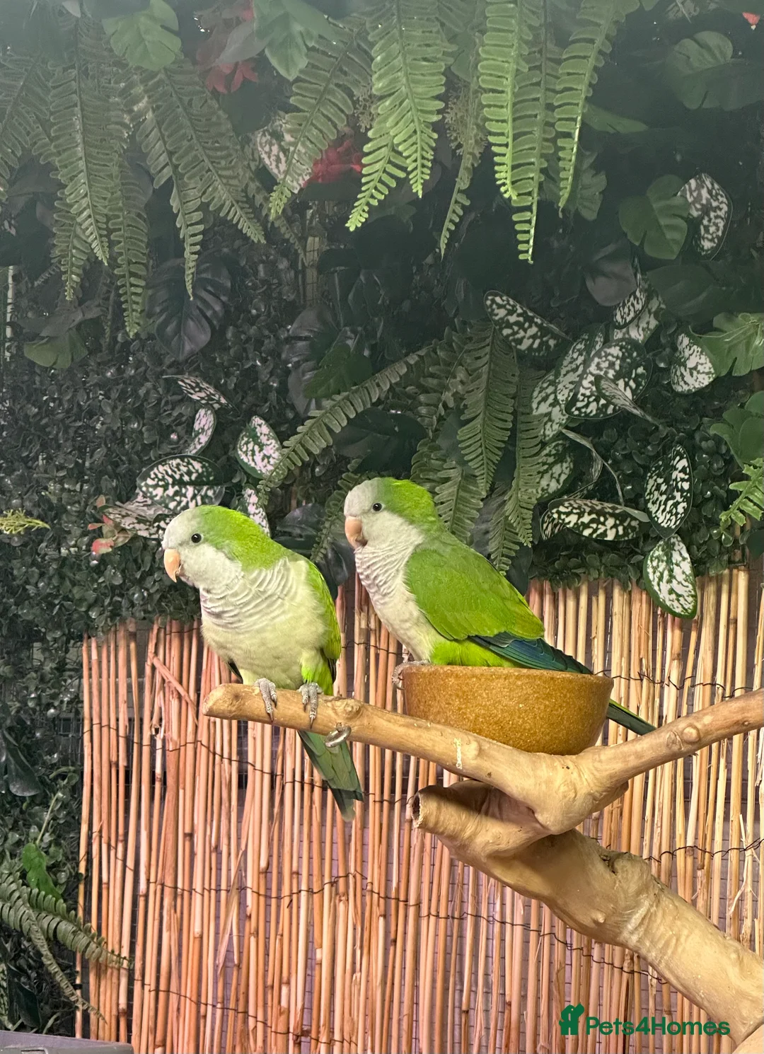 Parakeets birds for sale: Female green Quaker  - Advert 2