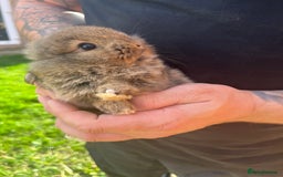 Mini Lop rabbits for sale: A Mix of Mini lop and Mini Lion Lop - Image 8