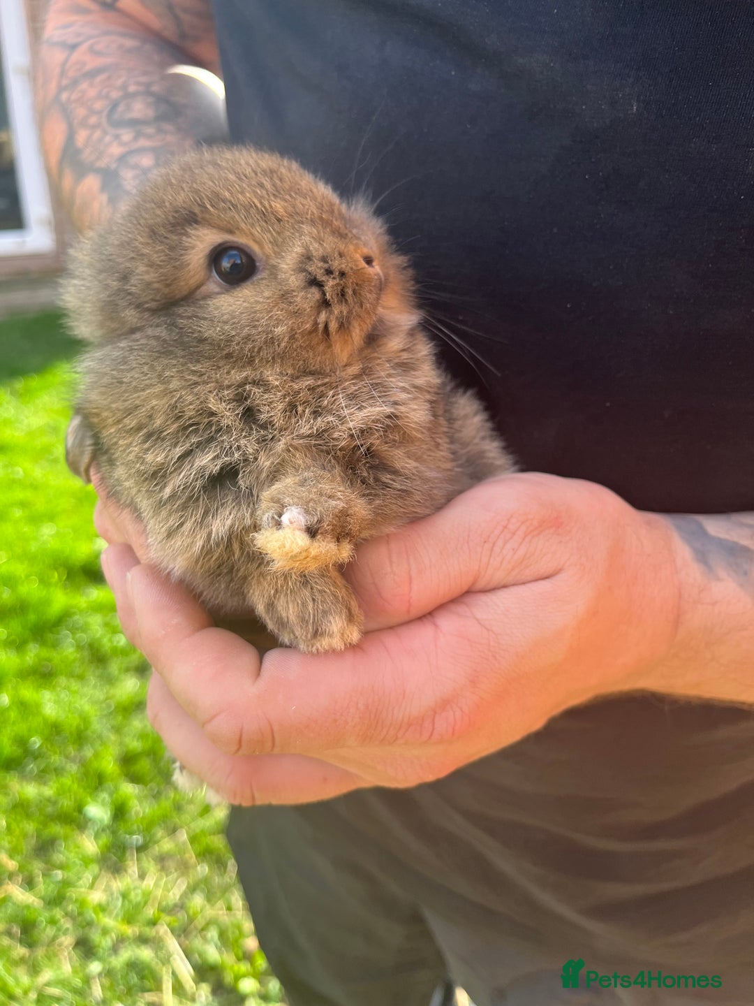 Mini Lop rabbits for sale: A Mix of Mini lop and Mini Lion Lop - Image 8