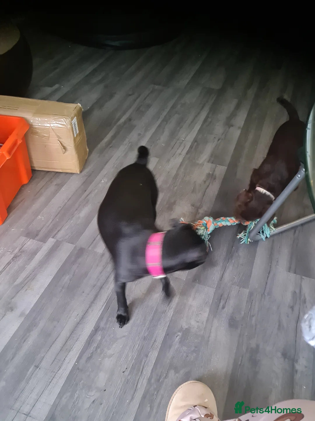 Patterdale Terrier dogs for sale: Female Paterdale Terrier 7 months old - Advert 8