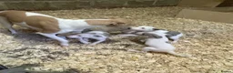 Whippet dogs for sale: Stunning litter of Whippets  - Advert 5