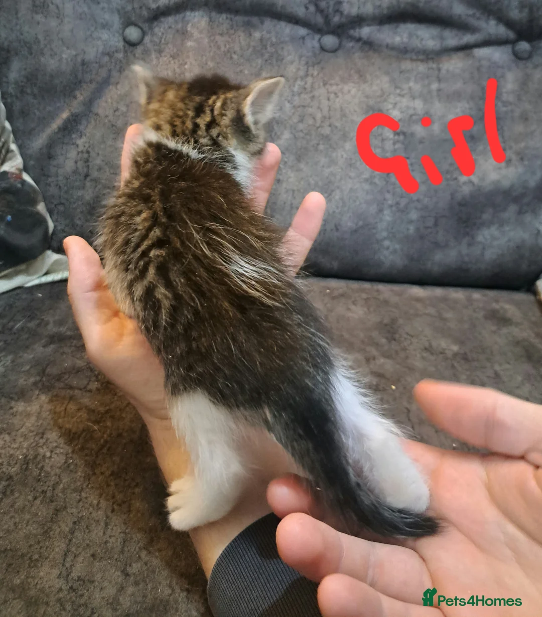 Ragdoll cats for sale: Stunning ragdoll cross tabby kittens  - Advert 5