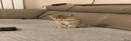Mixed Breed cats for sale: 5 Beautiful Kittens Ready For Loving Homes - Advert 21