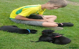 Labrador Retriever dogs for sale: 4 Health checked  Labrador pups  - Image 11