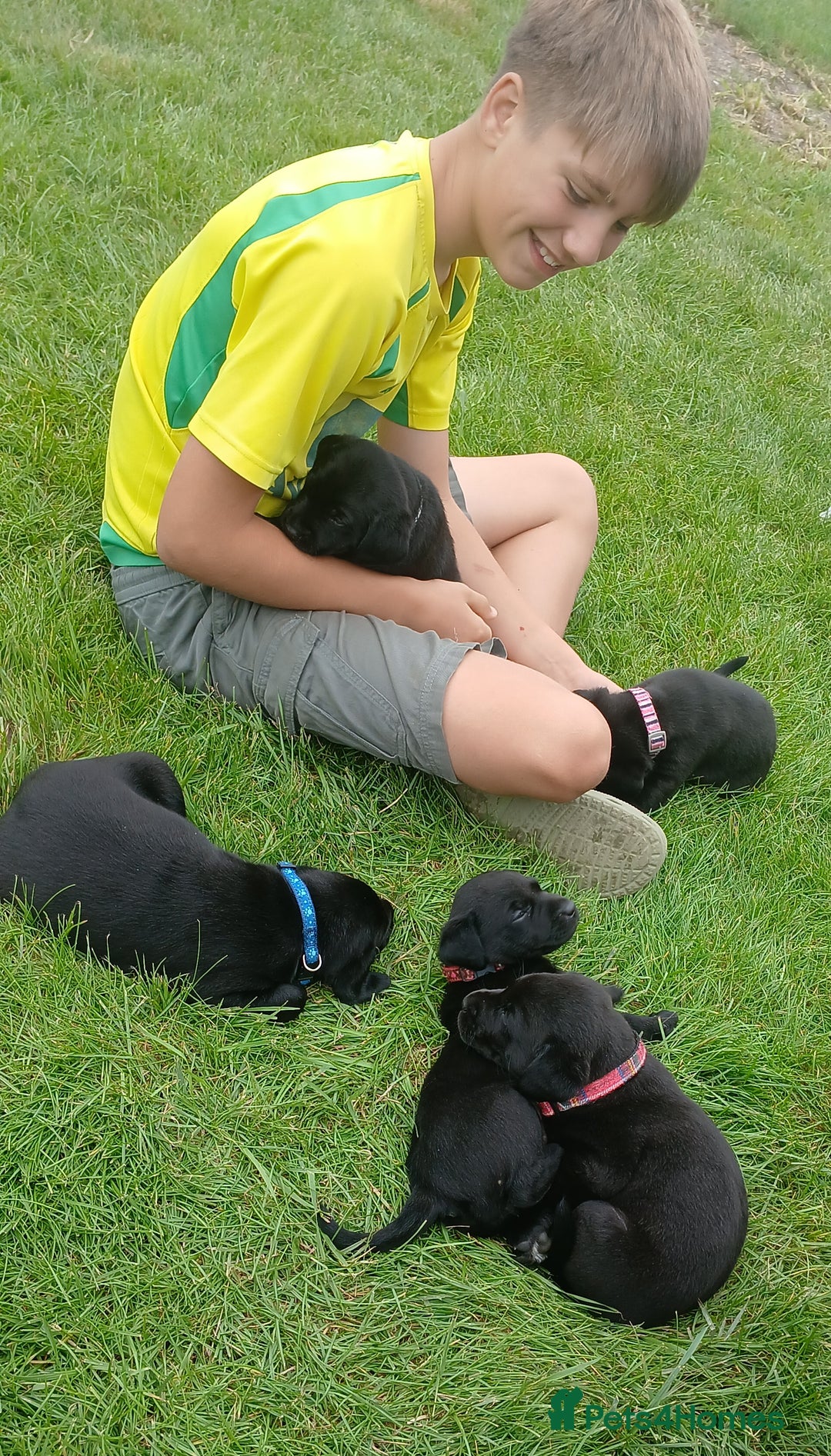 Labrador Retriever dogs for sale: 4 Health checked  Labrador pups  - Image 11