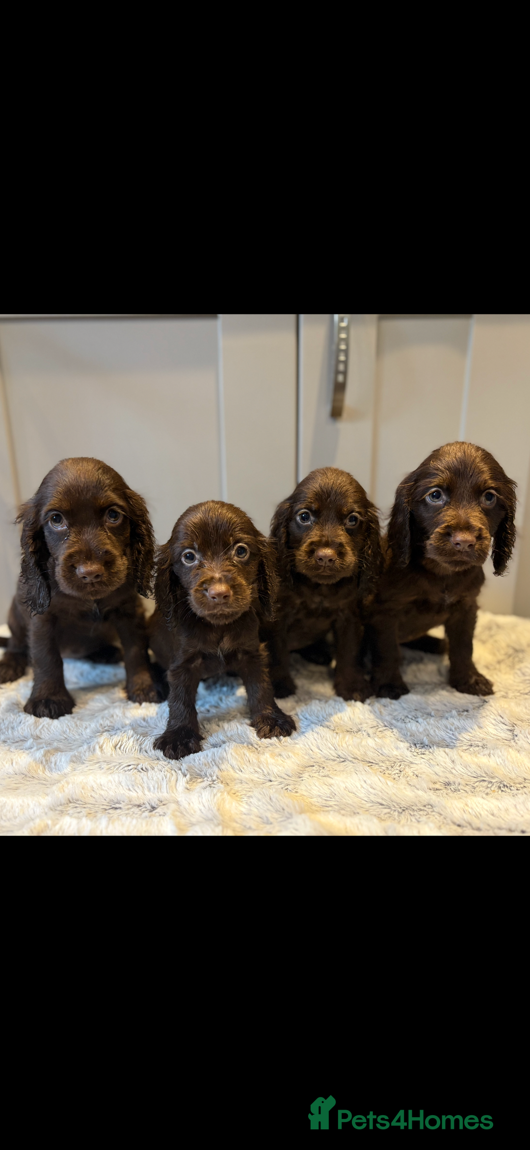 Cocker Spaniel dogs for sale: 🐾✨outstanding  cocker spaniel puppies 🐾✨ - Image 1