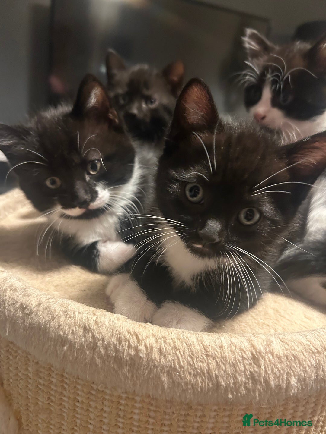 Domestic Shorthair cats for sale: Domestic short hair  - Image 13