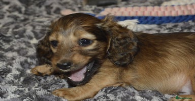 Miniature Dachshund dogs - Advert 7