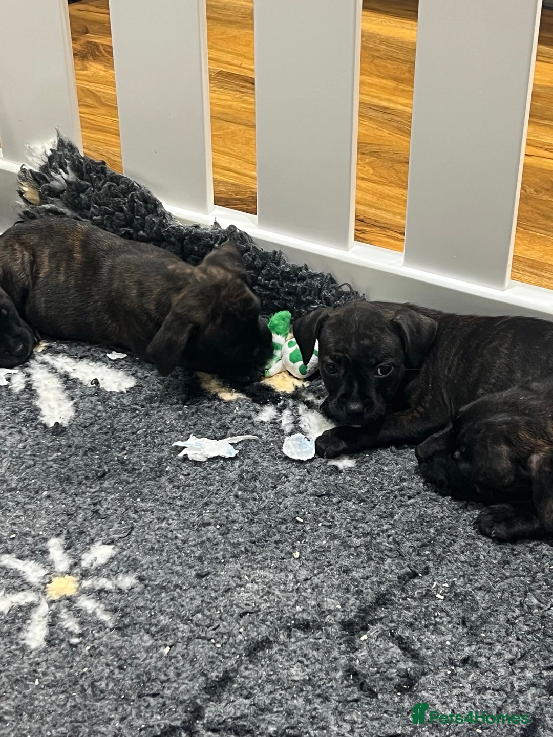 Staffordshire Bull Terrier dogs for sale: Brindle Stafford puppies 🐾🧡🖤 - Advert 5