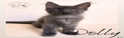 Maine Coon cats for sale: Gorgeous Solid Blue Maine Coon Kitten  - Advert 7