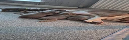 English Bulldog dogs for sale: Here i have a beautiful litter of English Bulldogs - Advert 8