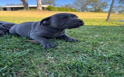 Staffordshire Bull Terrier dogs for sale: Ultimate healthy blueish Staffordshire bullies  - Image 5