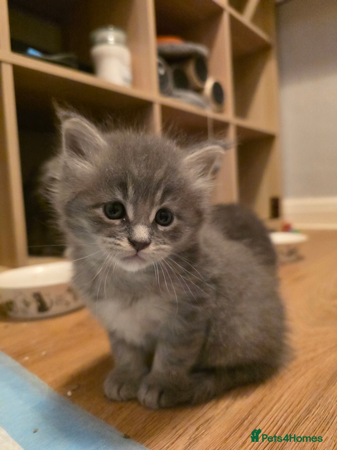 Maine Coon cats for sale: Beautiful Maine Coon Kittens 4 boys/2girl  - Advert 18