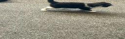 Mixed Breed cats for sale: Kittens for sale £20 - Advert 13