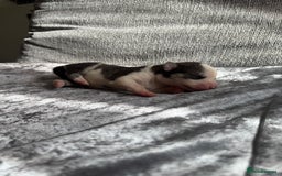 Siberian Husky dogs for sale: 2 stunning Siberian husky puppies for sale - Image 10