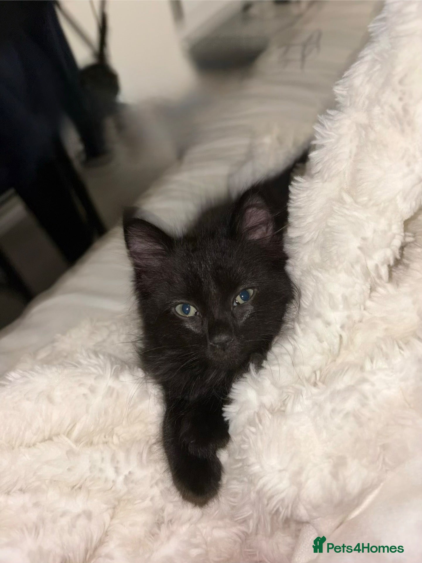 Mixed Breed cats for sale: Beautiful black fluffy kitten  - Advert 15