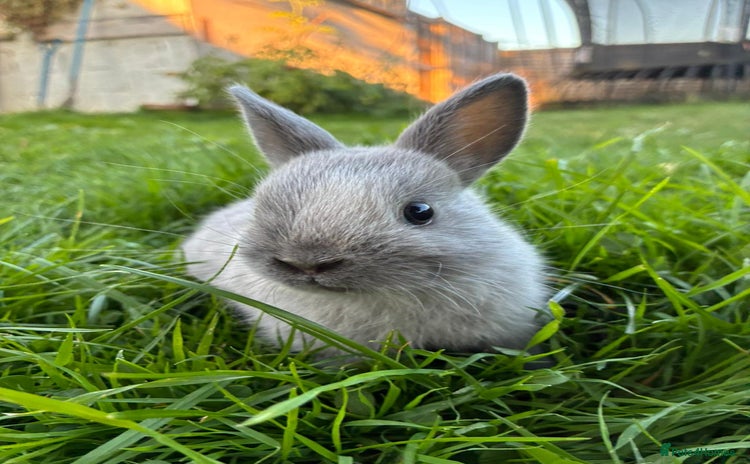 Netherland Dwarf rabbits - Advert 1