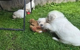 Golden Retriever dogs for sale: Cream Golden Retriever Puppies –Family Raised  - Image 21