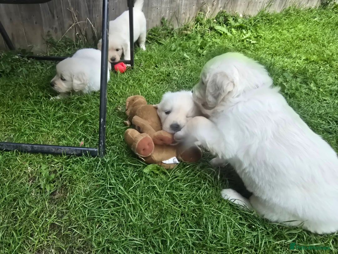 Golden Retriever dogs for sale: Cream Golden Retriever Puppies –Family Raised  - Image 21
