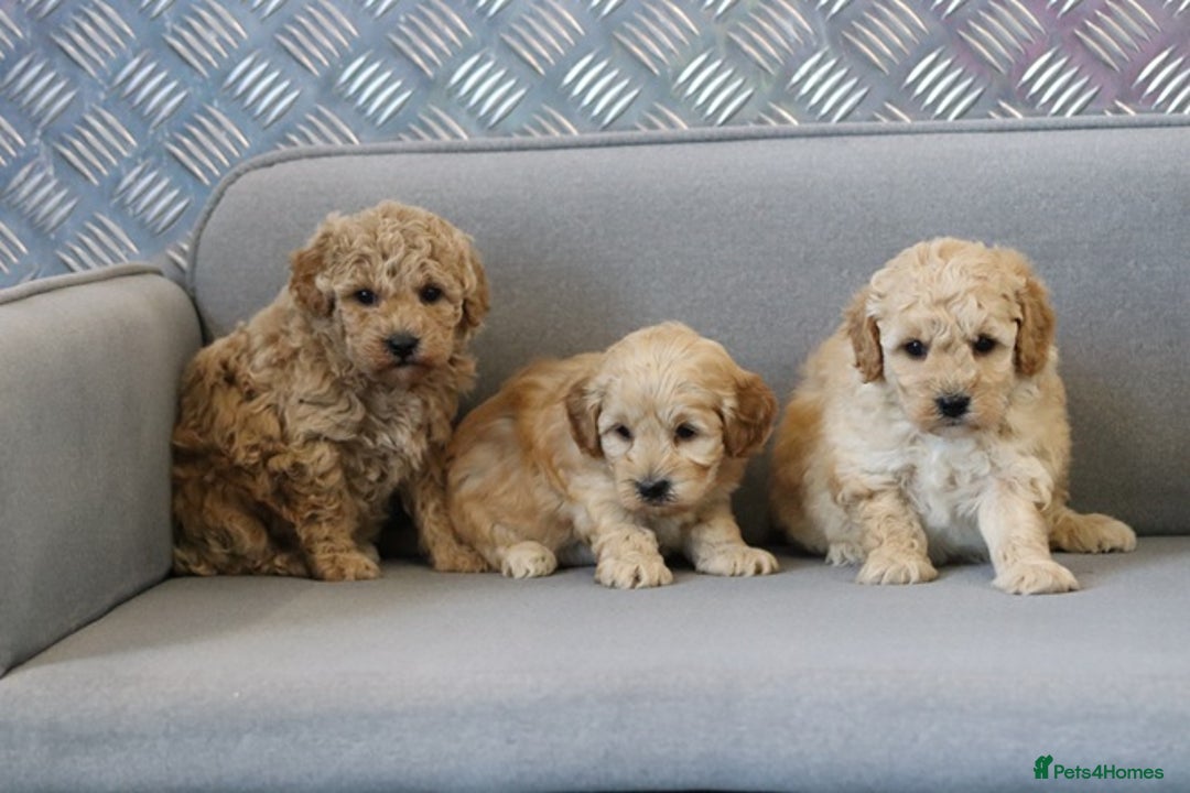 Cavapoochon dogs for sale: Cavapoochon puppies for sale - Advert 7