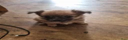 Pomchi dogs for sale: Pomchi puppies  - Advert 6
