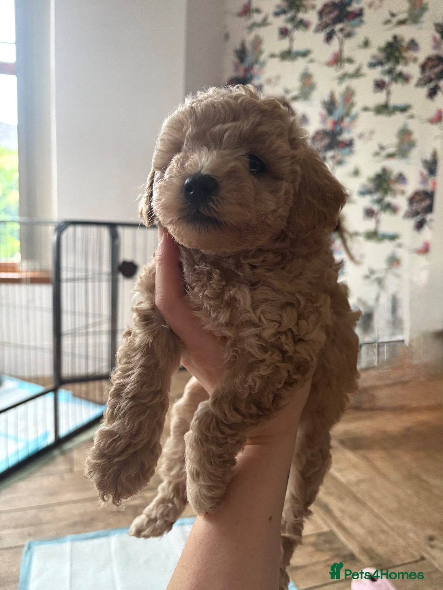 Cavapoo dogs Cavapoo 1 Boy 1 Girl❤️ Reduced  - Advert 6
