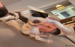 English Springer Spaniel dogs for sale: 7 springer spaniel puppies. Both parents working - Advert 11