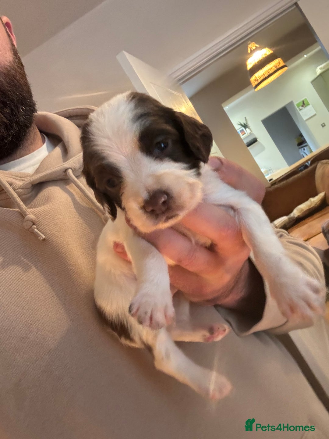English Springer Spaniel dogs for sale: 7 springer spaniel puppies. Both parents working - Advert 11
