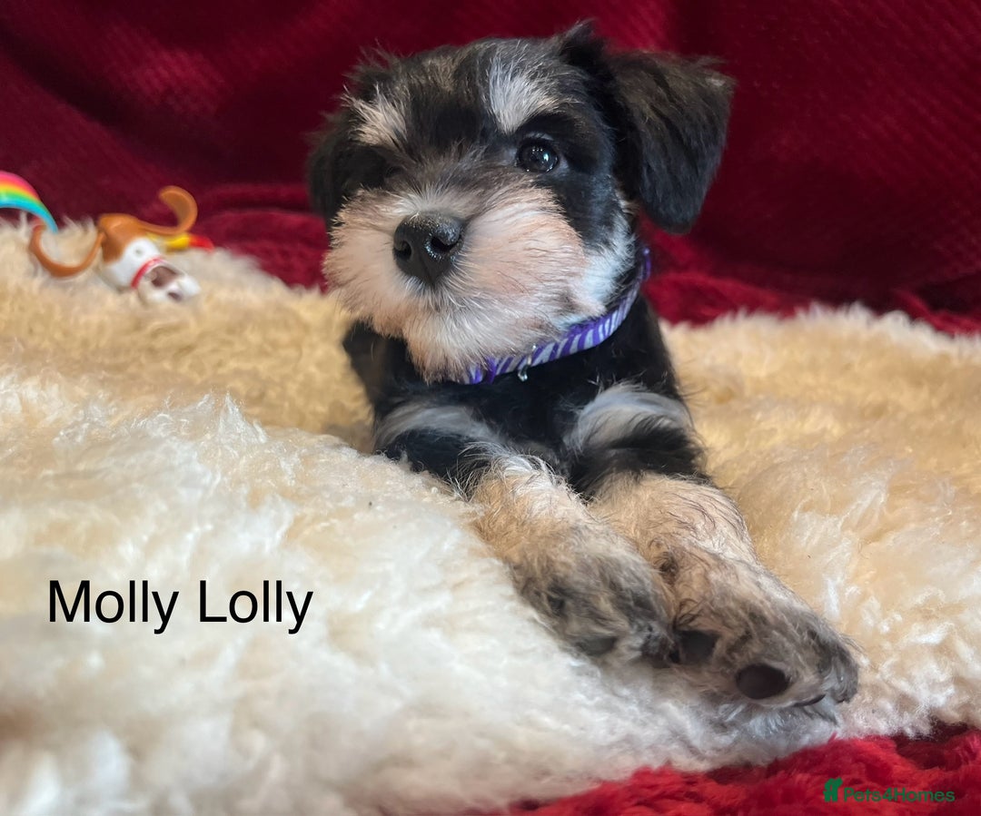 Miniature Schnauzer dogs for sale: Beautiful, KC Registered, health & BVA eye tested. - Advert 8