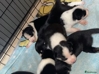 Mixed Breed dogs Puppies(husky dad-border collie mum) - Advert 13