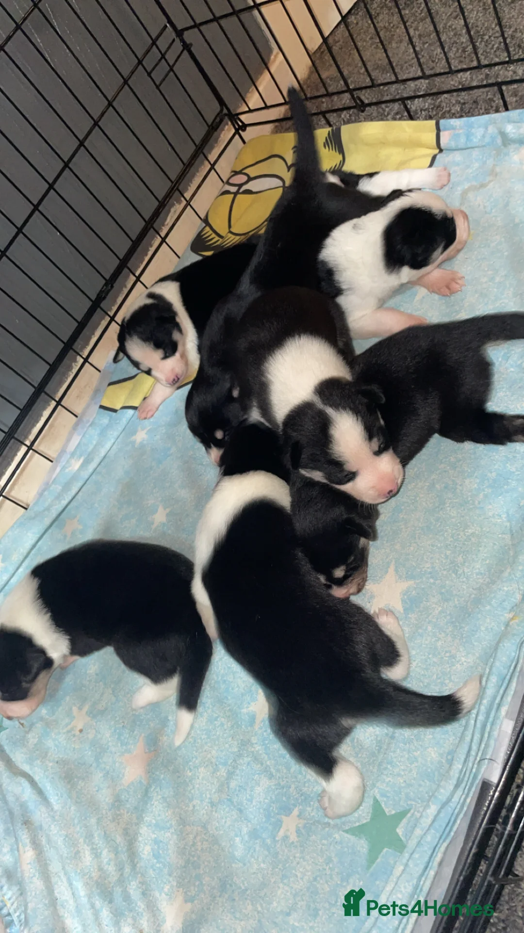 Mixed Breed dogs for sale: Puppies(husky dad-border collie mum) - Advert 1