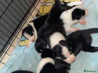 Mixed Breed dogs Puppies(husky dad-border collie mum) - Advert 15