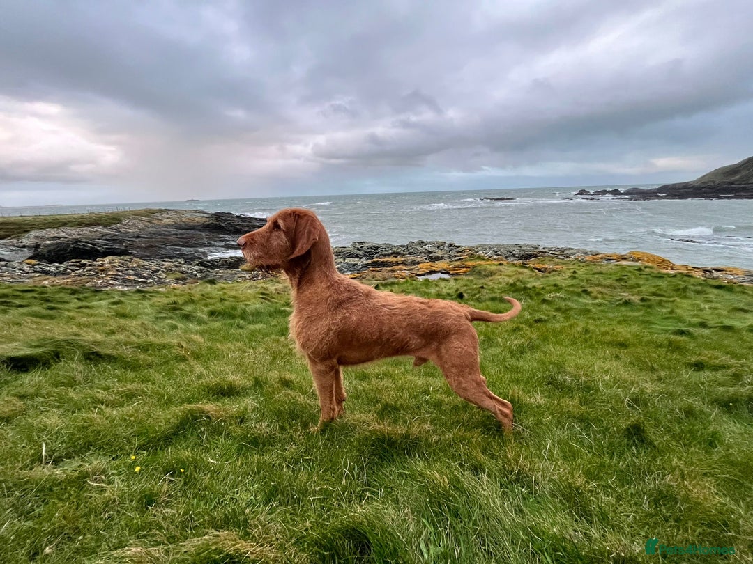 Mixed Breed dogs for sale: GWP x Hungarian wirehaired Viszla - Advert 8