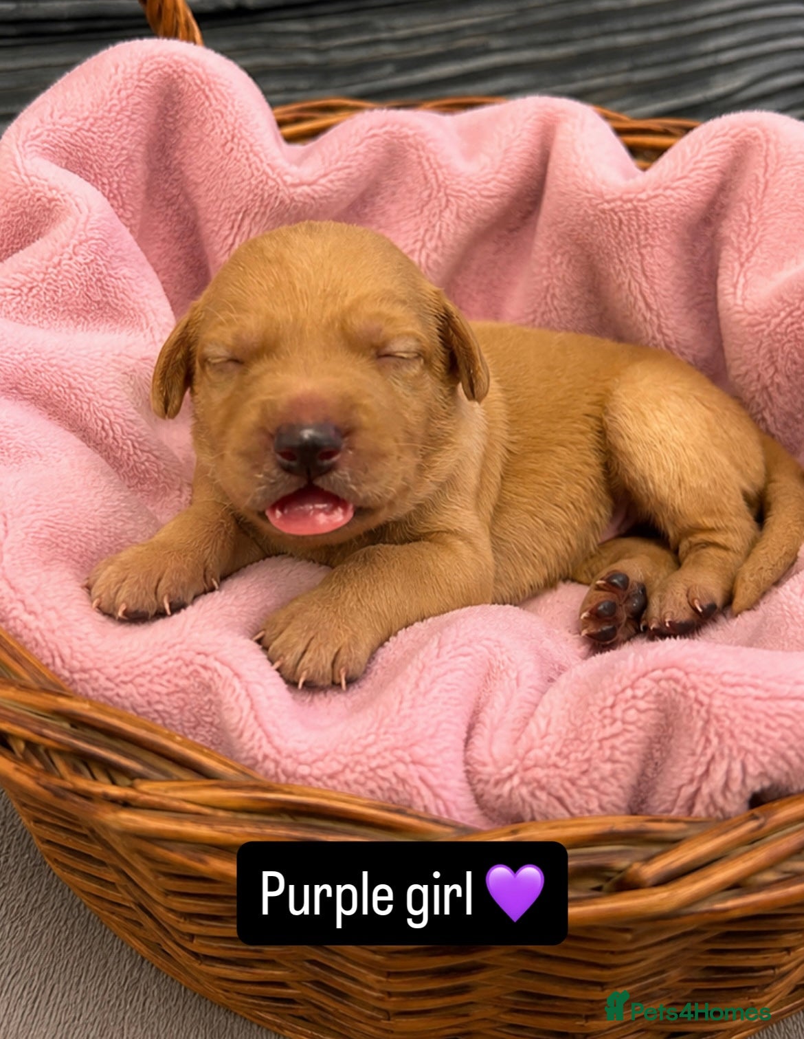 Labrador Retriever dogs Follow your pups journey from birth ❤️ - Advert 2