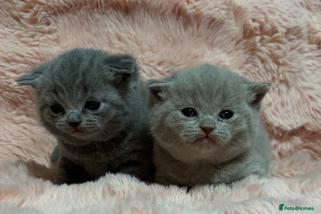 British Shorthair cats for sale: Beautiful British short hair kittens  - Advert 1
