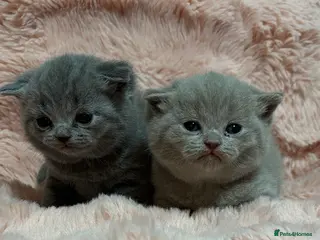 British Shorthair cats Beautiful British short hair kittens - Advert 12