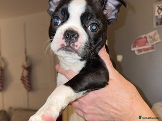 Boston Terrier dogs My last girl Boston terrier. Brindle and white - Advert 7