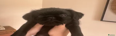 Griffon Bruxellois Puppy 2