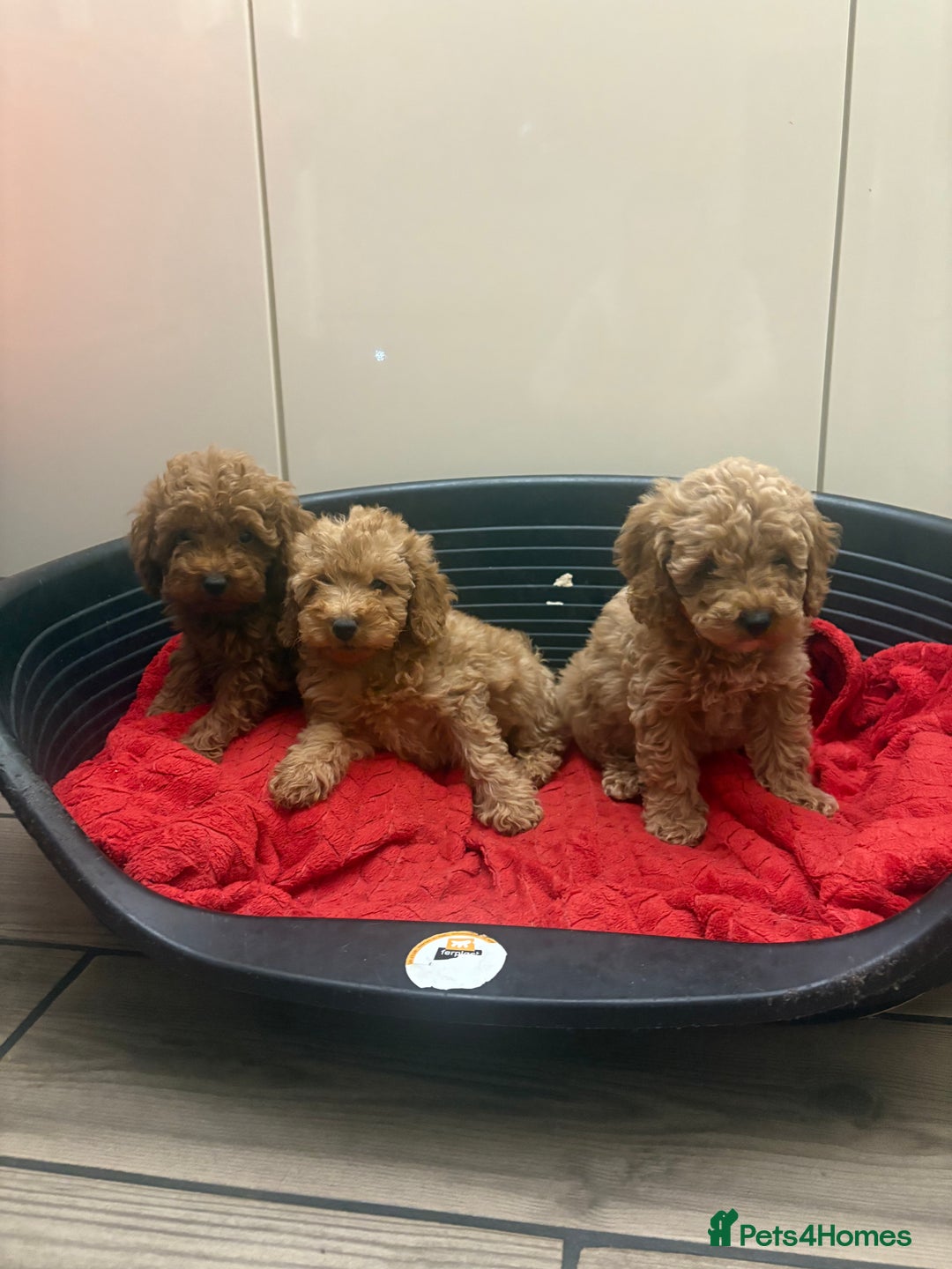 Miniature Poodle dogs for sale: Miniature poodle puppies  - Advert 5