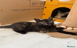 Domestic Shorthair cats for sale: tortoiseshell Kitten  - Image 7