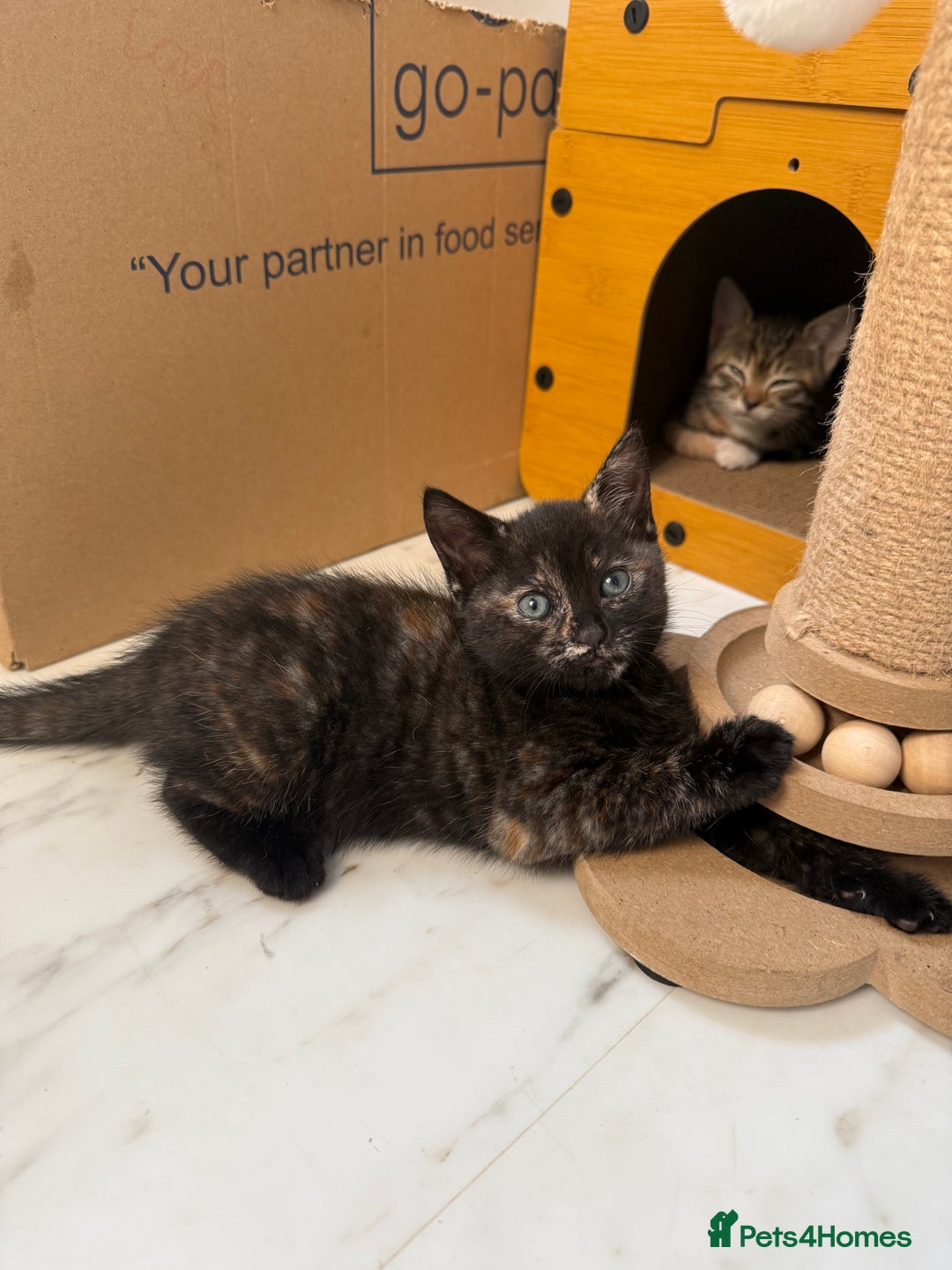 Domestic Shorthair cats for sale: tortoiseshell Kitten  - Image 7