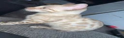Bengal cats for sale: Stunning Bengal kittens - Advert 5