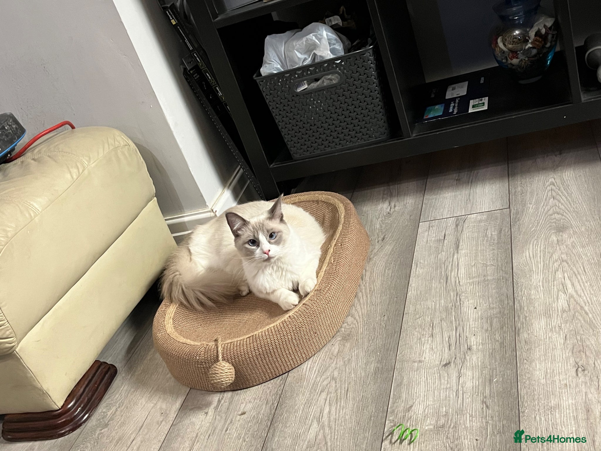 British Shorthair cats Beautiful Ragdoll x Tabby Kittens– 3 Boys/2 Girls - Advert 1